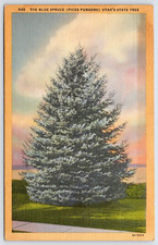 Postcard The Blue Spruce (Picea Pungens) Utah's State Tree Unposted