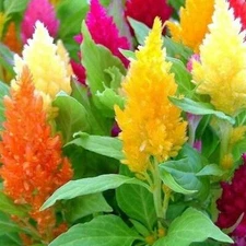 Celosia MIXED PAMPAS PLUME Striking Colors Cut & Dried Flowers Non-GMO 400 SEEDS
