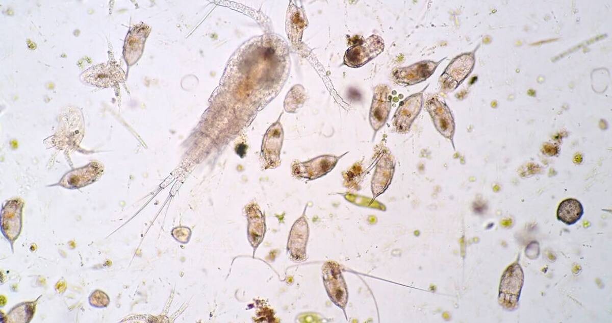 32 oz Copepod Bottles  - Tisbe, Trigio, Apo Copepods - With Phyto in bottle!