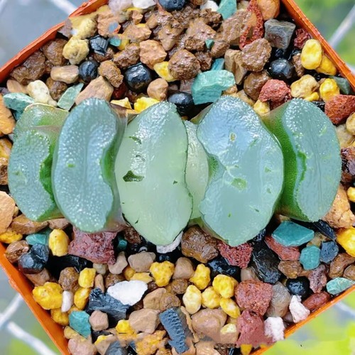 5CM Succulent Plant Haworthia Truncata Okubo No Pattern Liliaceae Home Garden - Picture 10 of 13