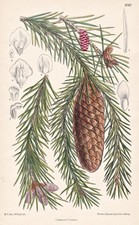 Picea Morindoides Himalaya Blume Botanik flower botany lithograph Curtis 8169