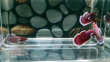 Lavender Dumbo Ear betta fish top quality available pair shipping worldwide