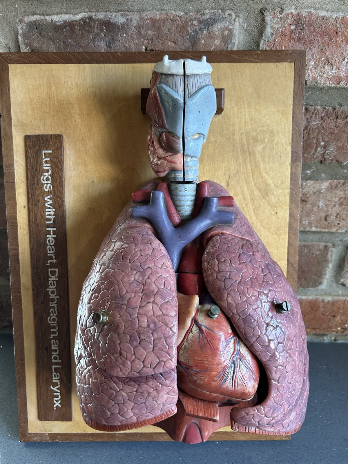 Vintage SOMSO Human Heart Lungs And Trachea didactic anatomy model Museum Model