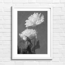 Elegant White Peony Floral Painting Black & White Framed Wall Art Print Large