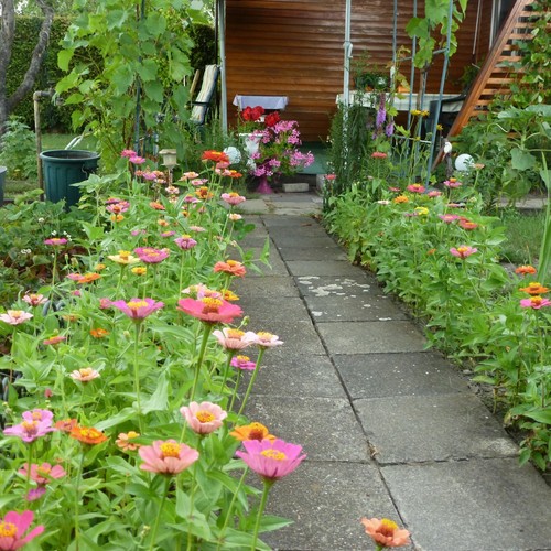 Semi di fiori di Zinien 🌸, 100 semi+ dal proprio giardino 🌼 - Foto 8 di 15