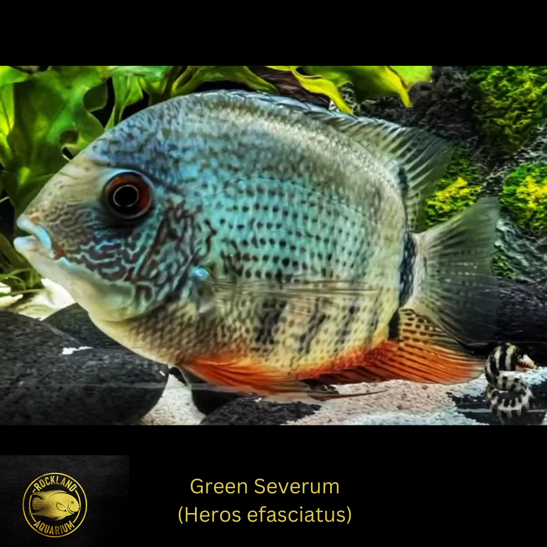 Green Severum Cichlid Heros efasciatus Live Fish (2.5") South