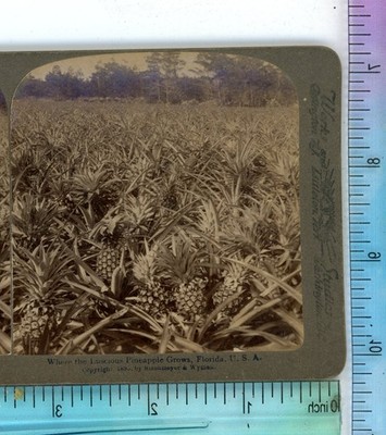 Where the Luscious Pineapples Grow in FL Florida Underwood Stereoview