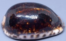 SEA SHELL MAURITIA ARABICA 53.3 mm. TOP CALLUS & COLOR N&R SELECTED SHELL