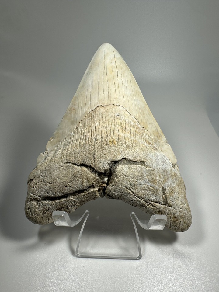 7 Inch Meg 4.7 Inch White Megalodon Shark Tooth Fossil South Carolina Meg Tooth ...