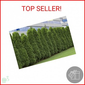 wisteria floribunda white Buy Wisteria floribunda 'Longissima Alba' White Flowering Japanese Wisteria   Mr Maple  Buy Japanese Maple Trees