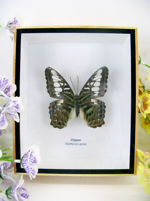 Clipper - real butterfly, prepared in a 3D showcase - museum quality