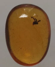 100 MILL. YEARS OLD BURMITE AMBER WITH PLANT (ABR13/26)