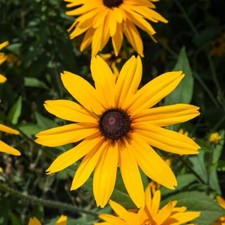 Rudbeckia Fulgida Goldstrum Plant Hardy Perennial Flowering Garden 6x Plugs