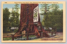 Vintage Linen Postcard World Famous Tree House Lilley Redwood Park CA