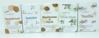 STAMFORD INCENSE CONES 5 BOXES OR 6 BOXES INC ROSE VANILLA OPIUM MUSK AND MORE