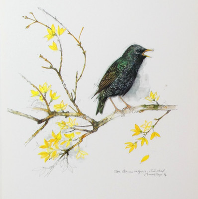 Starling Bird Print Mads Stage 1976 Forsythia Sturnus vulgaris 37 cm x 27 cm