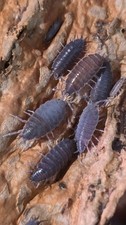 Powder Blue Isopods live - 20 ct
