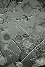 Vintage microscope slide. Diatoms from Moron, Spain.