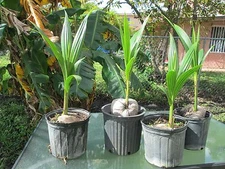 1 Coconut palm tree  Malayan green Dwarf Variety