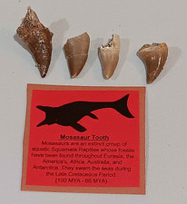 Lot Of 4 Misc Mosasaur Teeth Bones Marine Reptile With Fossil Card