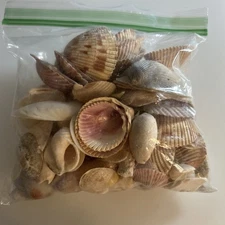 Sea Shell Lot Approximately 60 Shells 🐚 za4