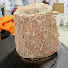 19.36LB Natural Jurassic tree fossil crystal specimens Healing 8800g