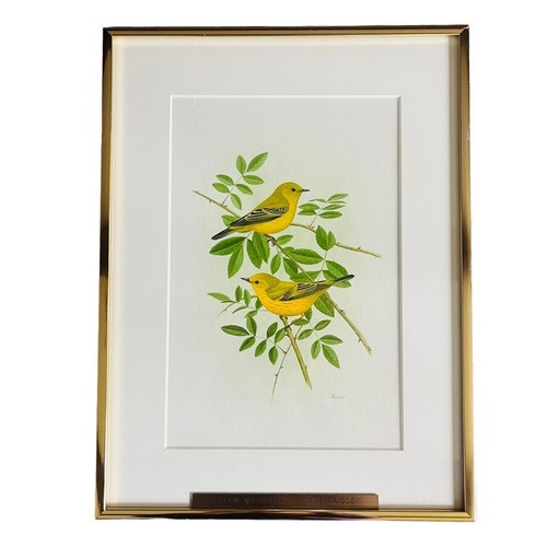 Michael James Riddet Yellow Warbler Ltd Ed Framed Matte Print Series 2 ...