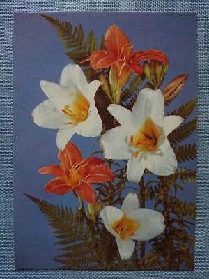 Old Postcard Lily Daylily Fern Planet Publishing Berlin