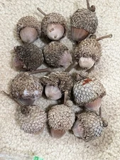 Burr Oak Acorns, With Shells. November 2025, Texas. Uncleaned. 13 per order. 