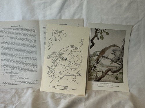 Vintage Bird Prints - National Assoc. Of Audubon Societies - Educational Leaflet - Picture 14 of 22