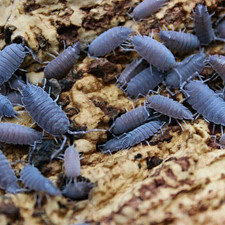 Live Blue Powder Isopods 10 Count Clean-Up Crew Reptile Cleanup Crew 