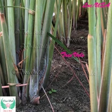 3 Lemongrass Stalks Plugs Live Cymbopogon Sereh Plant Healthy Herb Lemon Grass