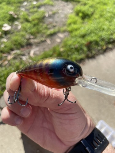 Pintado a medida MAG WART estilo Juicy Bluegill - Imagen 2 de 8