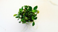 B3G1FREE Anubias Nana Petite Anubias barteri Live Aquarium Plants