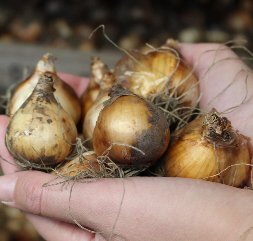 Mixed Dwarf Daffodils Narcissi 50 Bulbs Mixed Colours & Varieties Pots