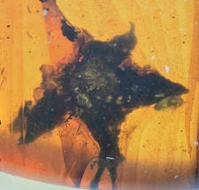 Rare Tropidogyne pikei Flower, Fossil insect inclusion in Burmese Amber