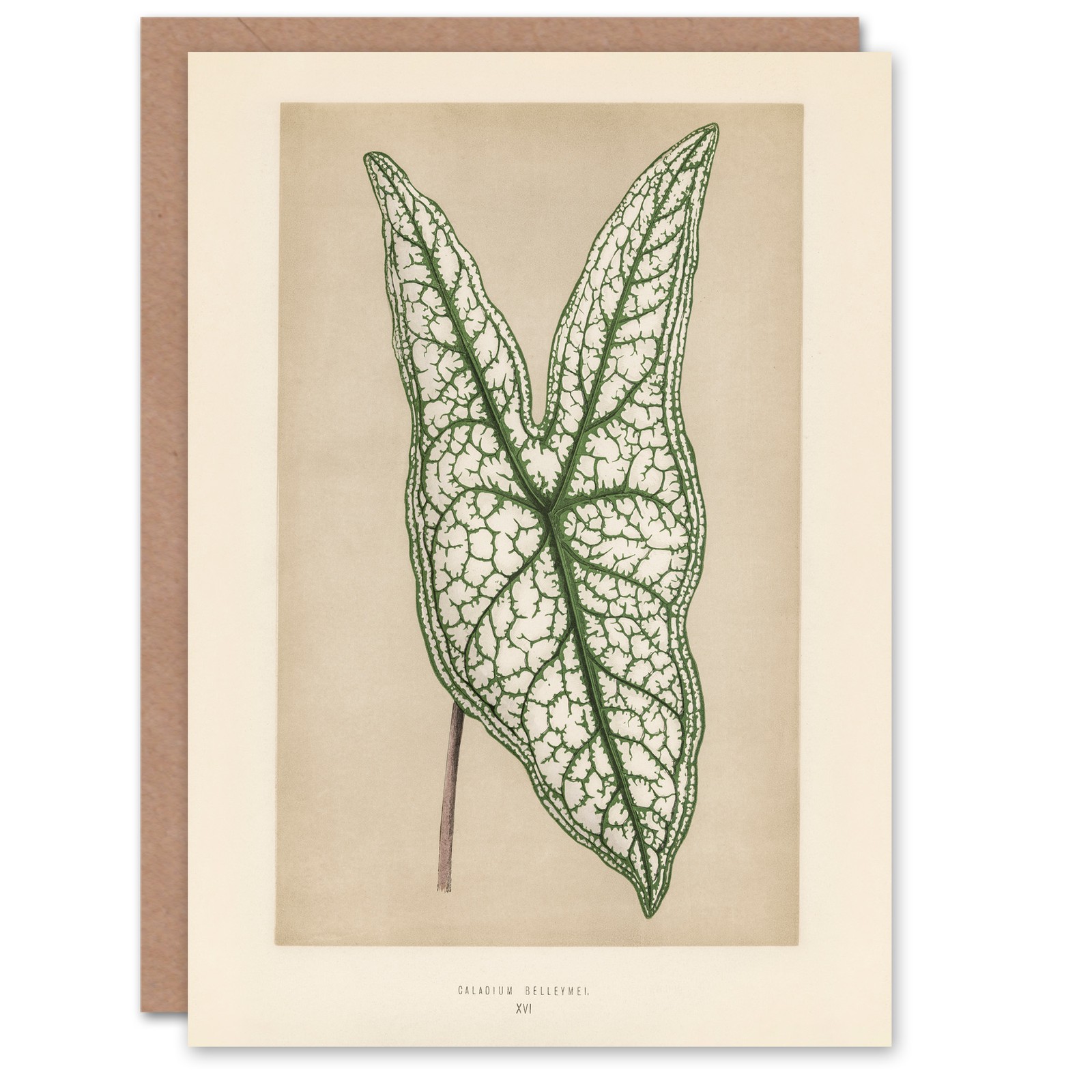 Fawcett Art Card Vintage Botanical Caladium Belleymel Leaf Blank Greeting Card