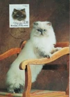 Persian Cat Persian Kitten White Cat Finland Mint Pet FDC Maxi Card 1995.