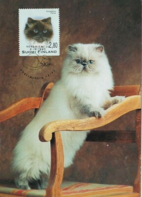 Persian Cat Persian Kitten White Cat Finland Mint Pet FDC Maxi Card 