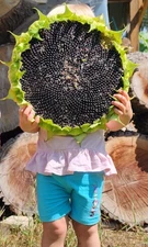 50 Black Seeds, large sunflower 10-14ft height