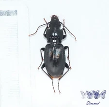 Coleoptera Carabidae Pterostichus micans Female High quality Italy.