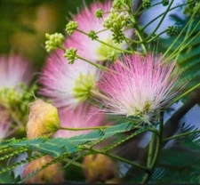12 Pink Mimosa Fresh Tree Cuttings, Unrooted Silk Tree Flowers/Pollinators