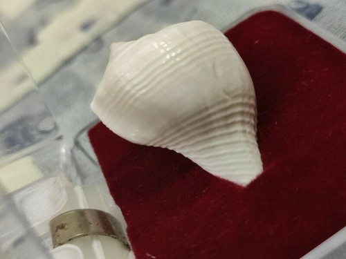 Dakshinavarti Shankh Original Small Size Lakshmi Valampuri Conch Shell in Box - Picture 2 of 3