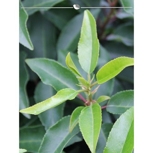 Portugiesischer Lorbeer 160-180 cm. 7 Pflanzen. Immergrüne Kirschlorbeer Hecke - Bild 4 von 4