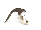 Real Goat Skull - huge rugged horns! animal head skeleton — photo 2