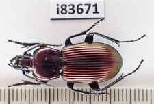 i83671. Insects, Carabidae sp. Vietnam. Ha Giang