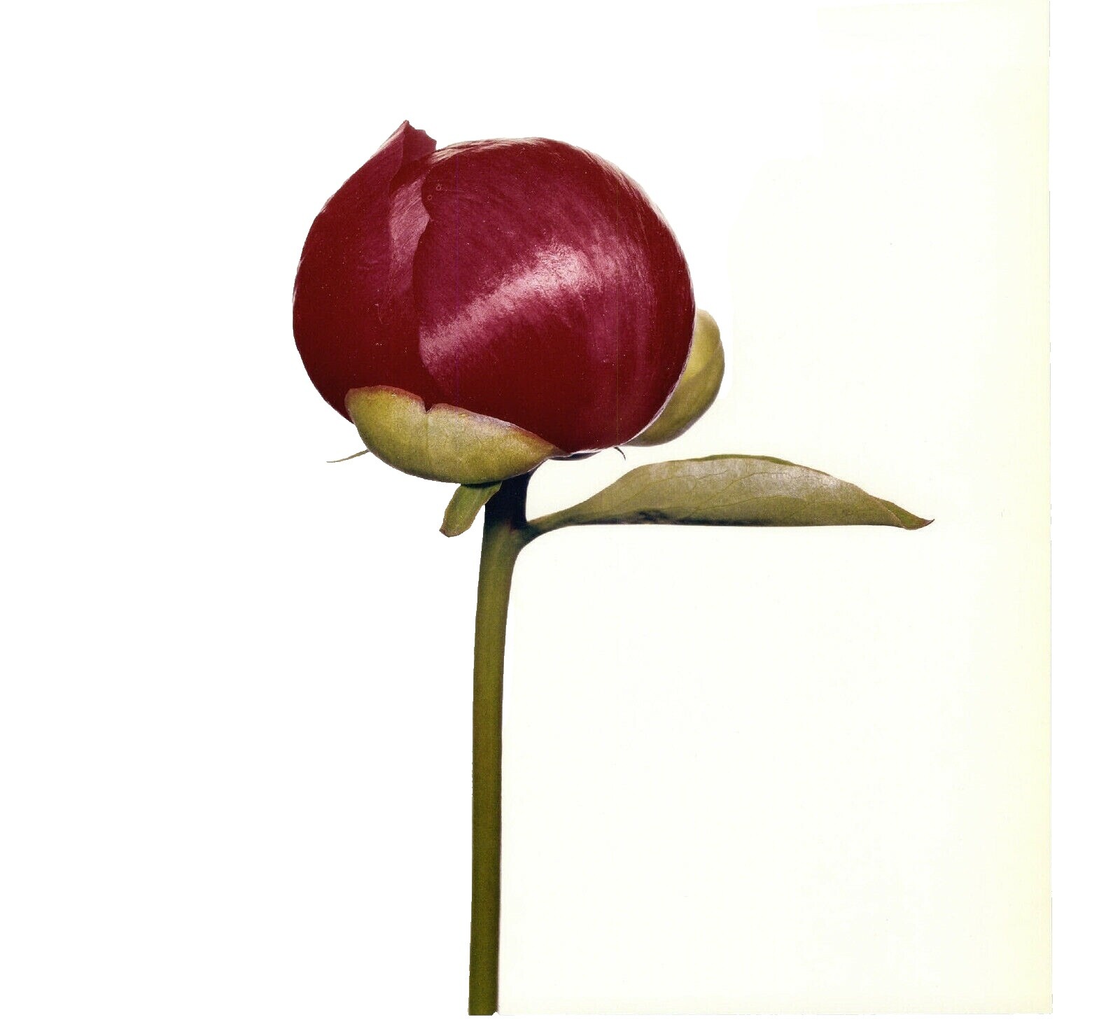 アーヴィングペン　flowers Irving Penn: Flowers(古書)