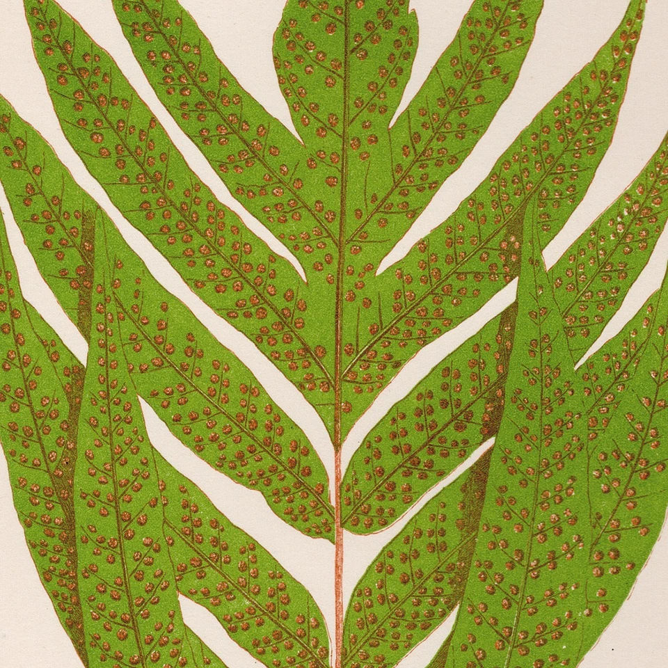 Helechos exóticos antiguos Lowe 1872 impresión botánica 2 helechos escudo hojas onduladas Foto 2 de 3