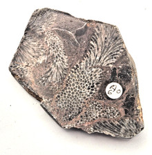 Fossilised Crinoid 8 cm 67 grams