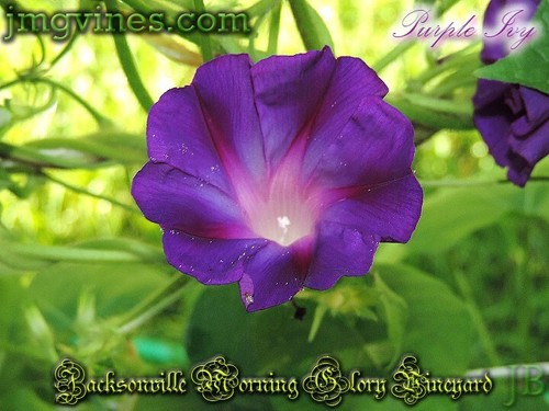 Purple Ivy Ipomoea Purpurea Morning Glory 6 Qty - Picture 4 of 6